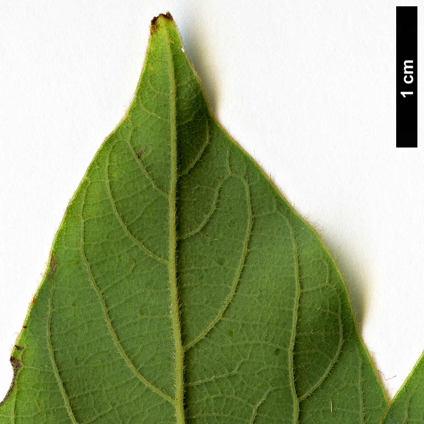 High resolution image: Family: Lauraceae - Genus: Lindera - Taxon: nacusua